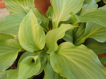 hosta