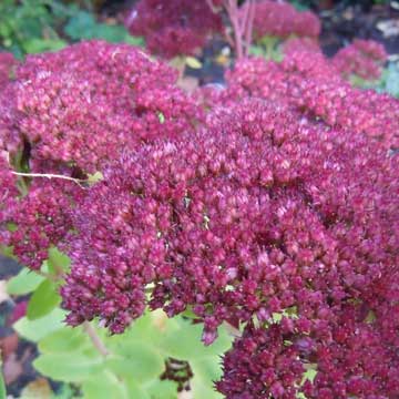sedum