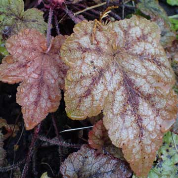 heuchera