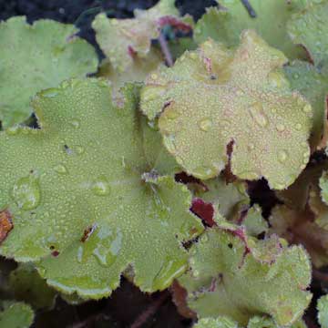 heuchera