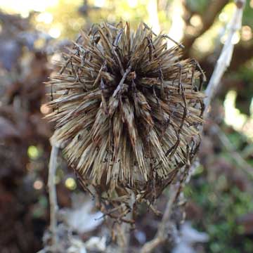 seedhead