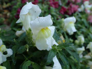 snapdragons