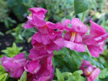snapdragons
