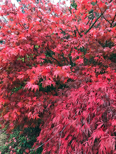 acers