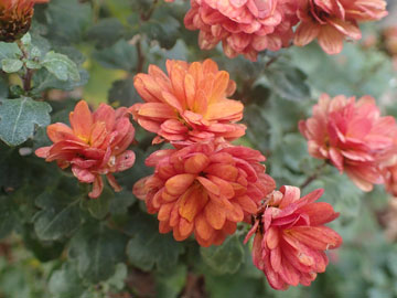 chrysanth