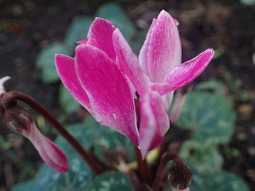 cyclamen