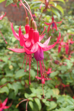 fuchsia