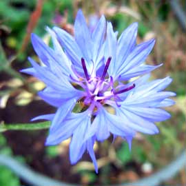 cornflower