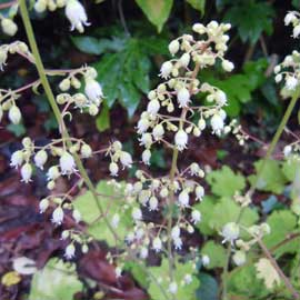 heuchera