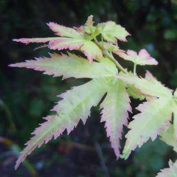 acer