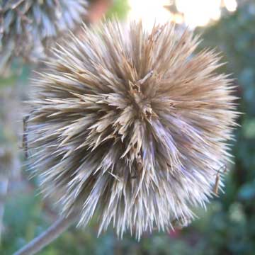 echinops