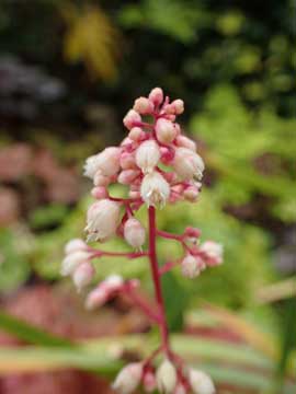 heuchera