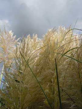 pampas