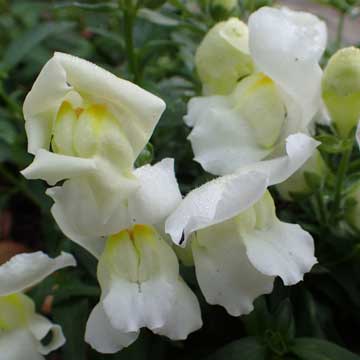 snapdragon