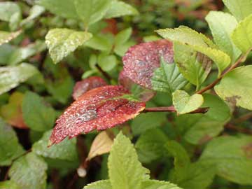 spiraea