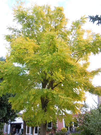 robinia