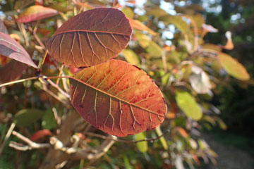 cotinus