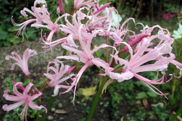 nerine