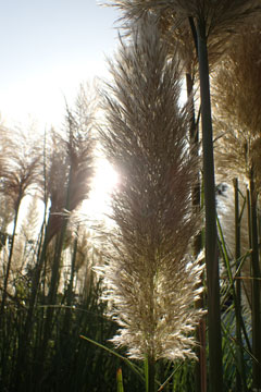 pampas