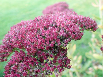 sedum