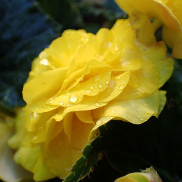 begonia