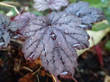 heuchera