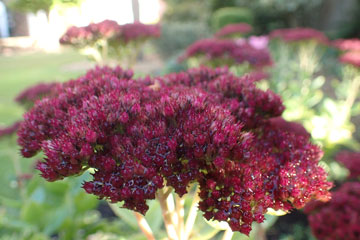 sedum