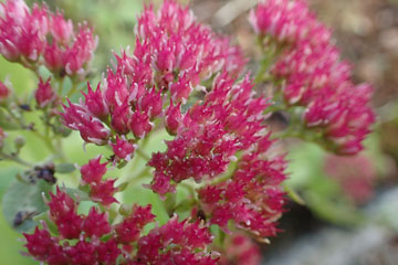 sedum