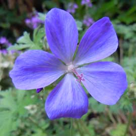 geranium