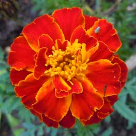 marigold