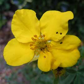 potentilla