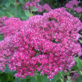 sedum