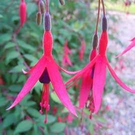 fuchsia