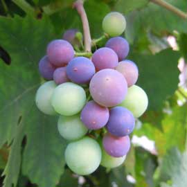 grapes