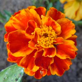 marigold