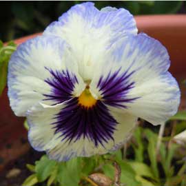 pansy