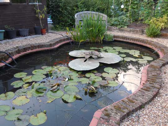 pond
