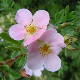 potentilla