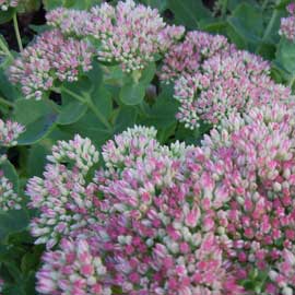 sedum