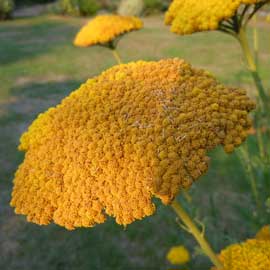 yarrow