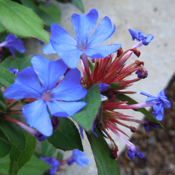 blue flower