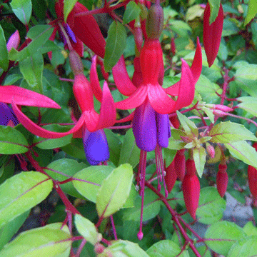 fuchsia