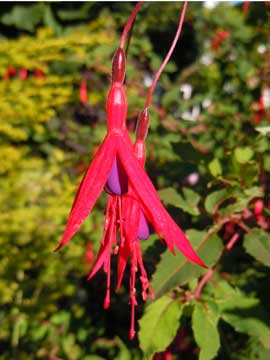fuchsia