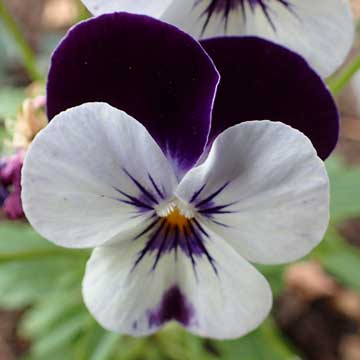 pansy