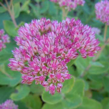 sedum