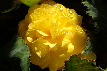 begonia
