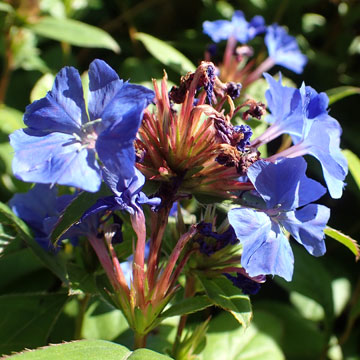 blue flowers