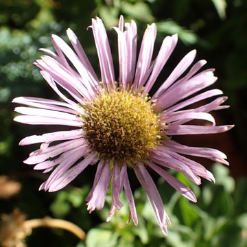erigeron
