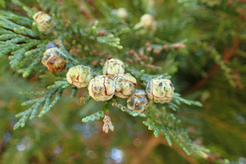 fir tree