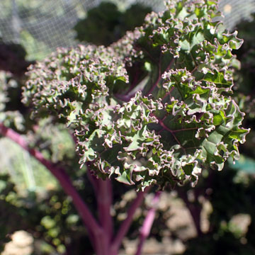 kale